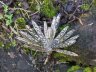 Bryophyllum delagoense-repair.jpg